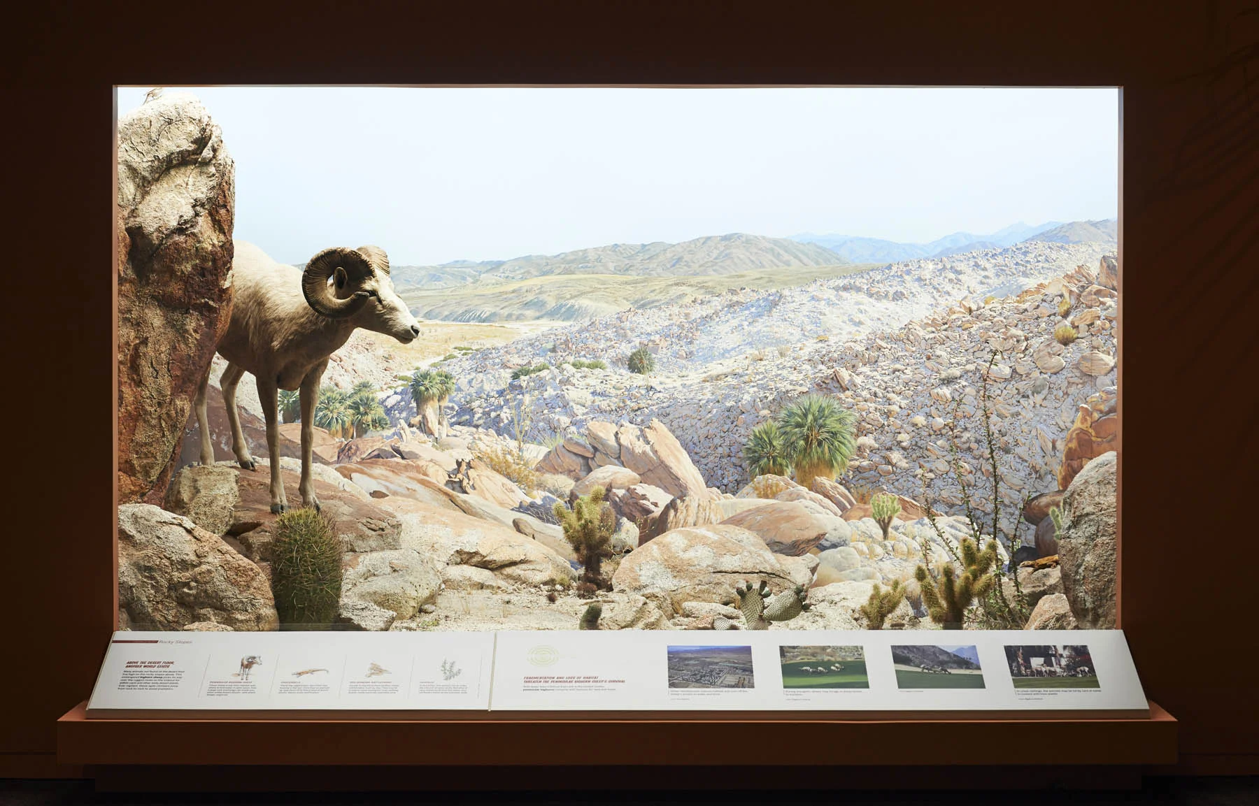 Bighorn Sheep, their habitats and threats