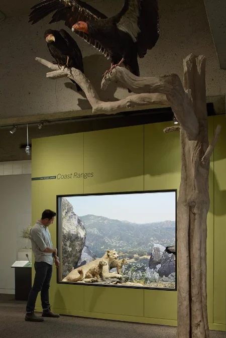 The fate of the California Condor