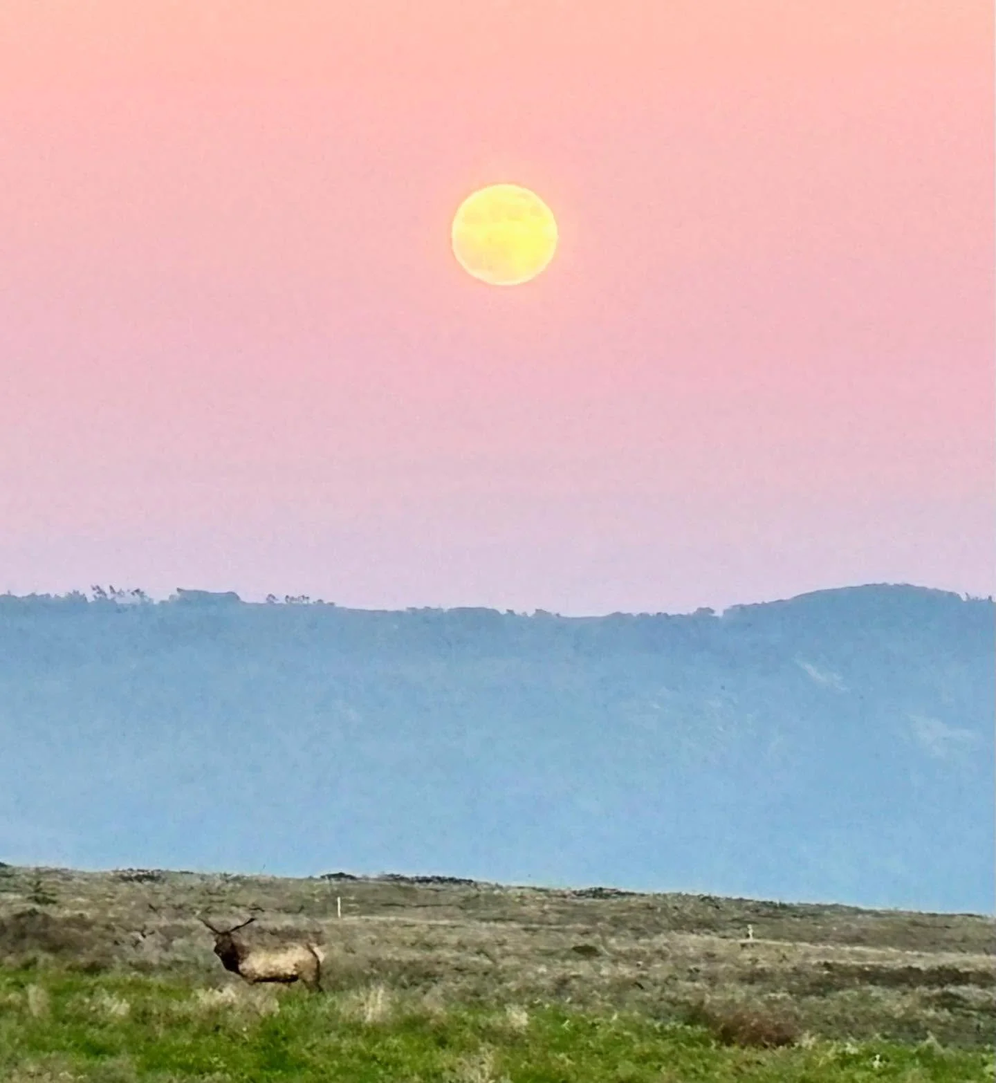 Glorious Full Moon to you! Magic evening in this place I call home. Sending blessings of wild majesty your way. #fullmoon #geminimoon♊️ #magic #california #pointreyesnationalseashore #sendinglove