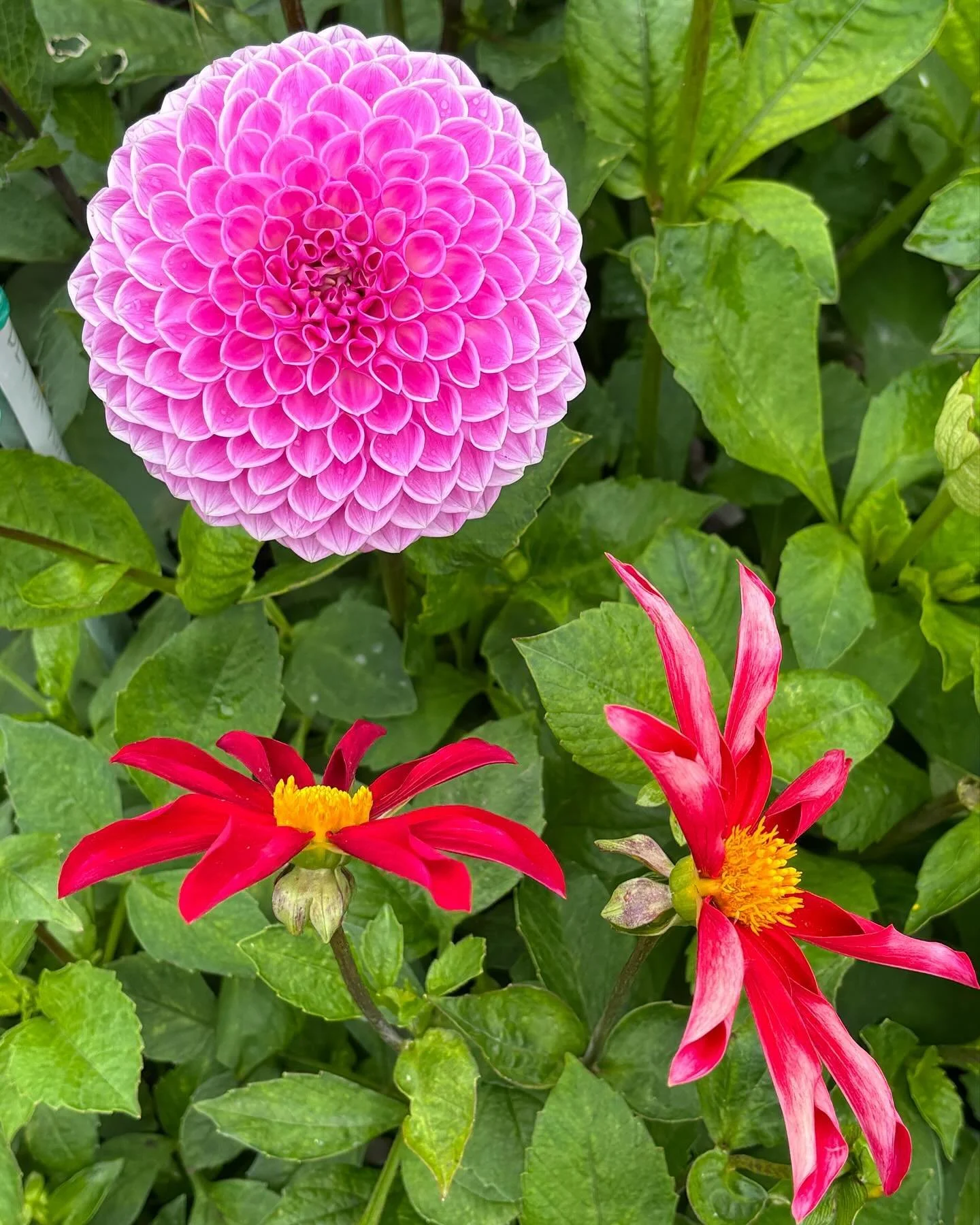 Flower Power! World feels chaotic. The astounding geometry of the #dahlias in #goldengatepark are balm to my soul. Sharing some beauty for yours. Nature is miraculous! Lovely day out with my sister @nsazevich #flowerpower #sanfrancisco #naturesmiracl