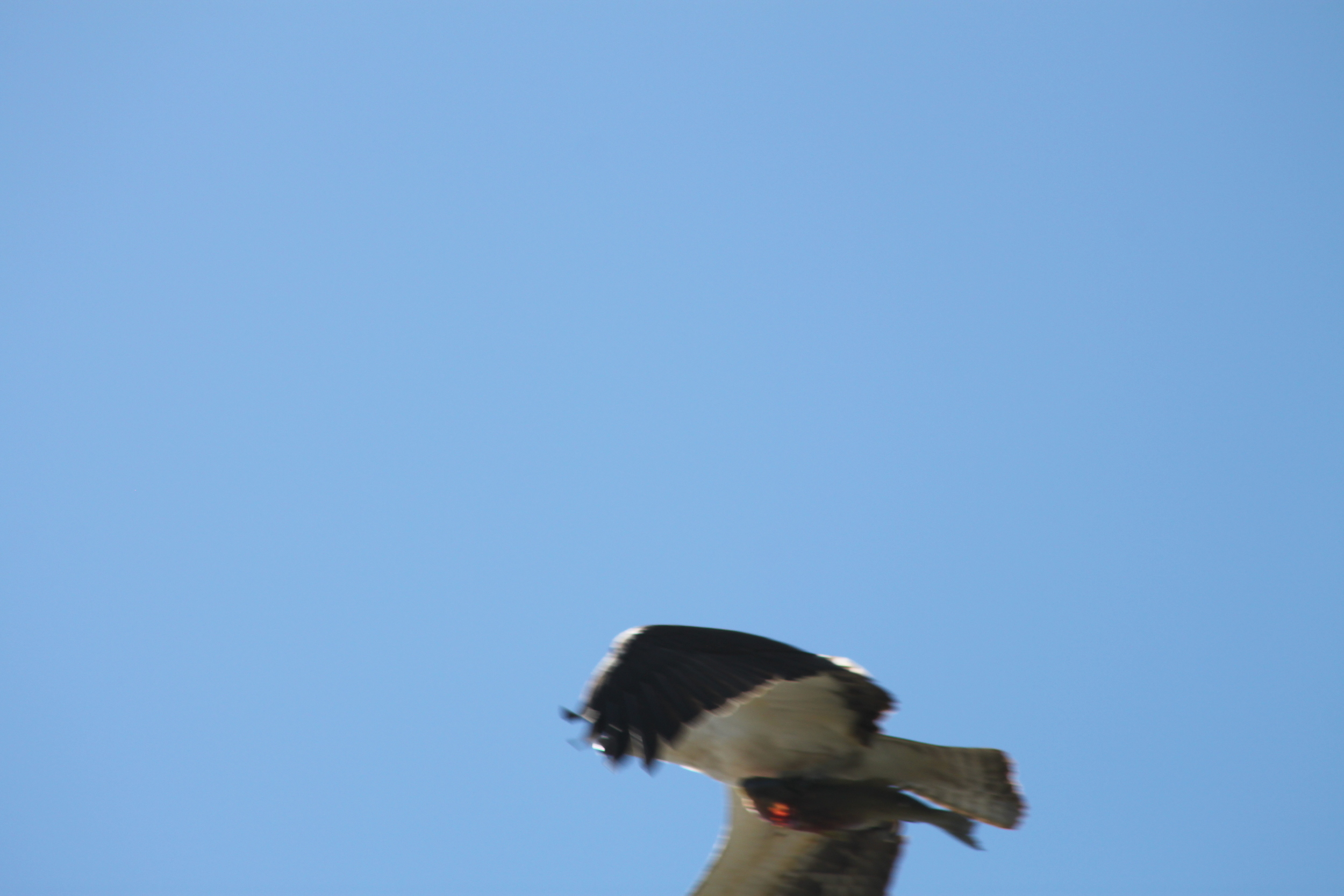 The osprey is a better fisherman than most of the people at Lake Arthur.