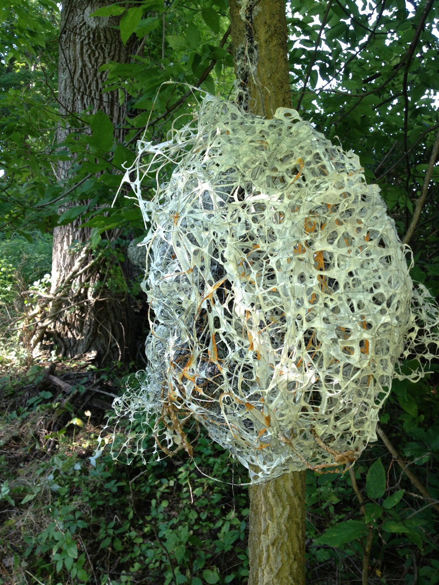 Nest 3