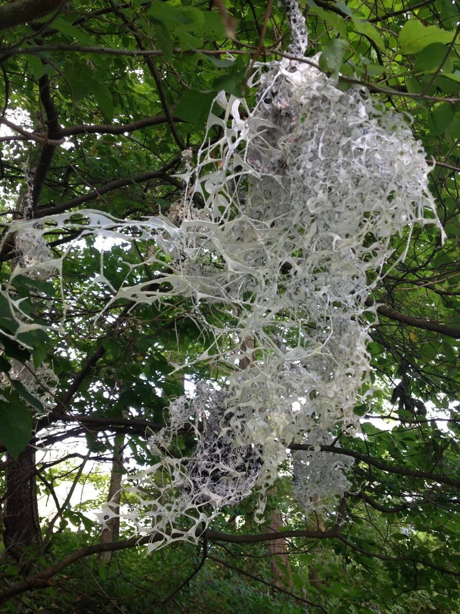 Nest 6