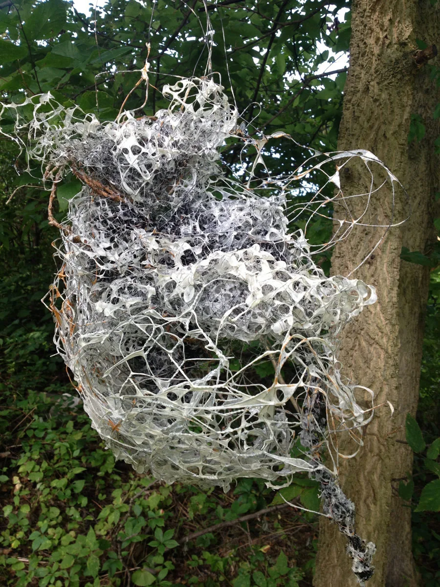 Nest 7
