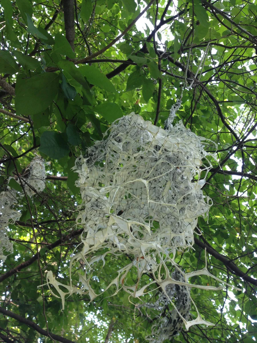 Nest 10