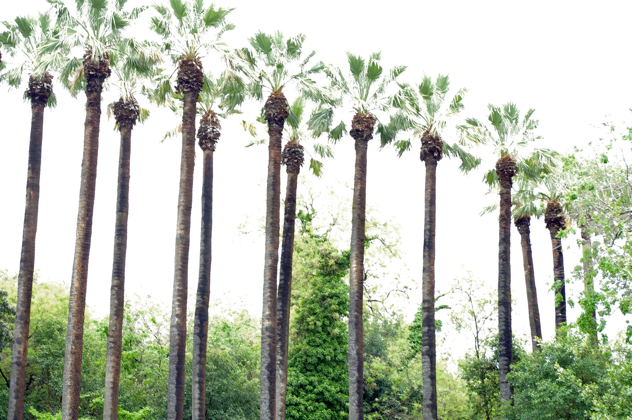 athenspalmtrees.jpg