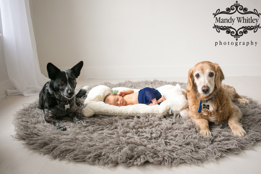 newborn photos with pets nashville tn