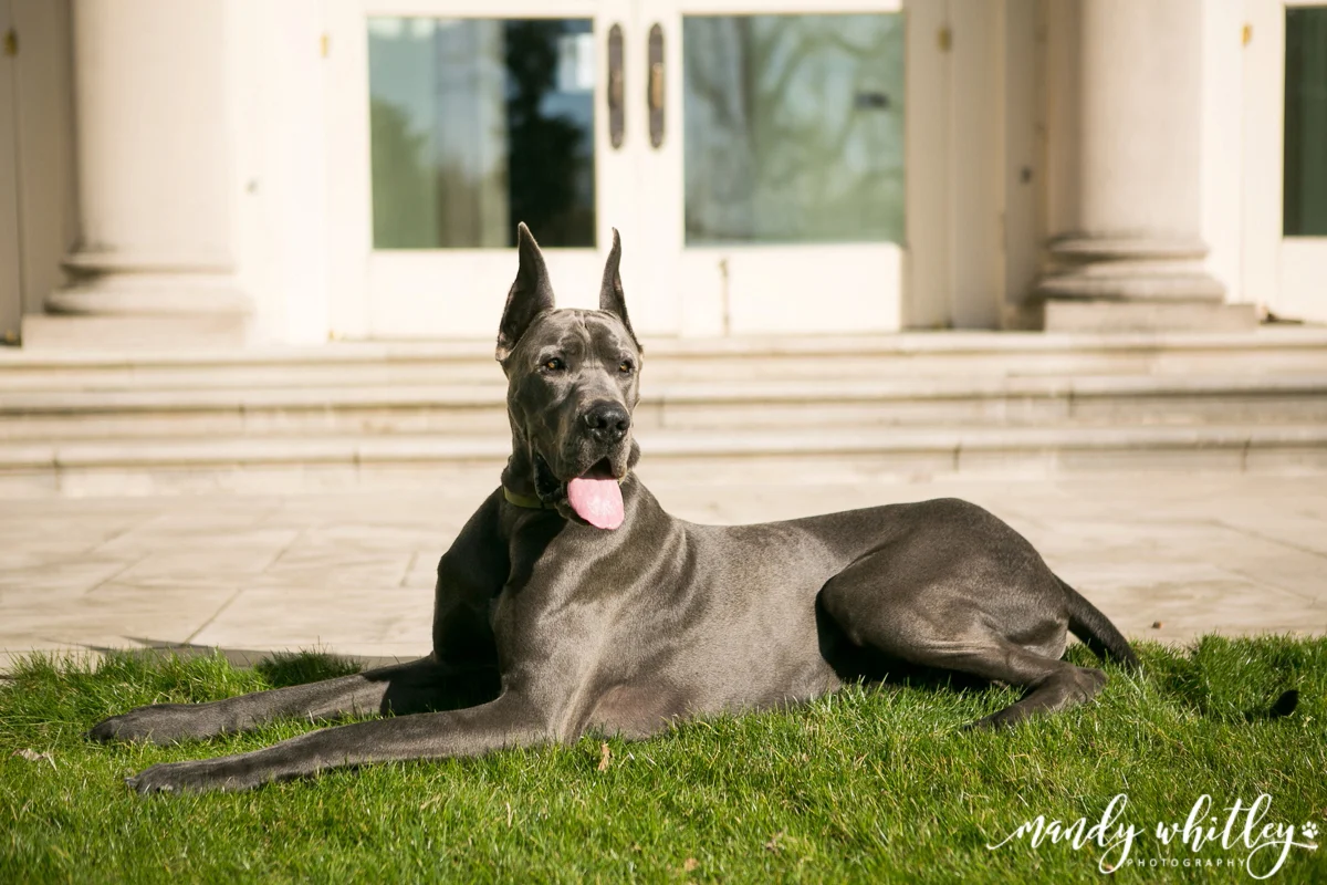 Nashville Lifestyles Nashville Pet Photographer_0002.jpg