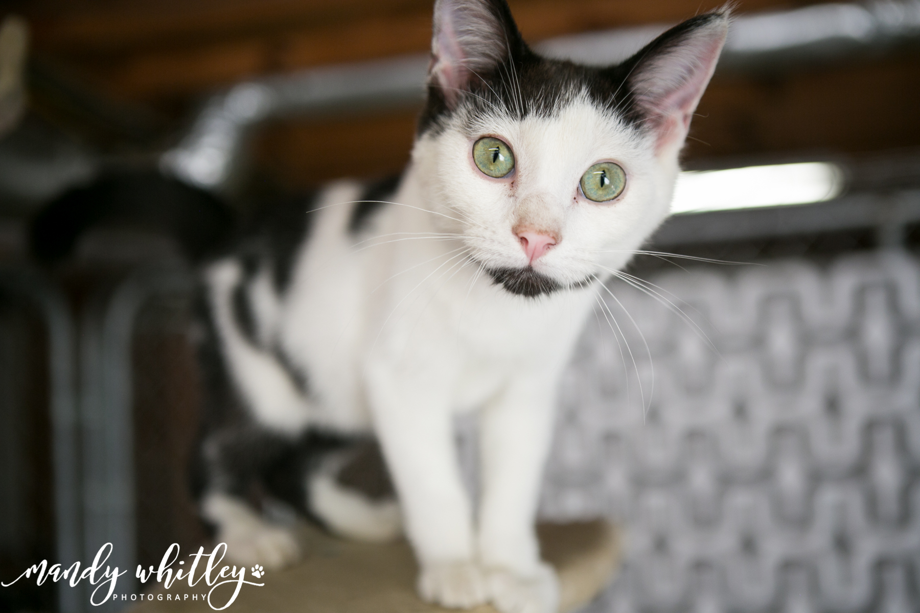 Rural Animal Rescue Effort Pet Adoption Nashville Pet