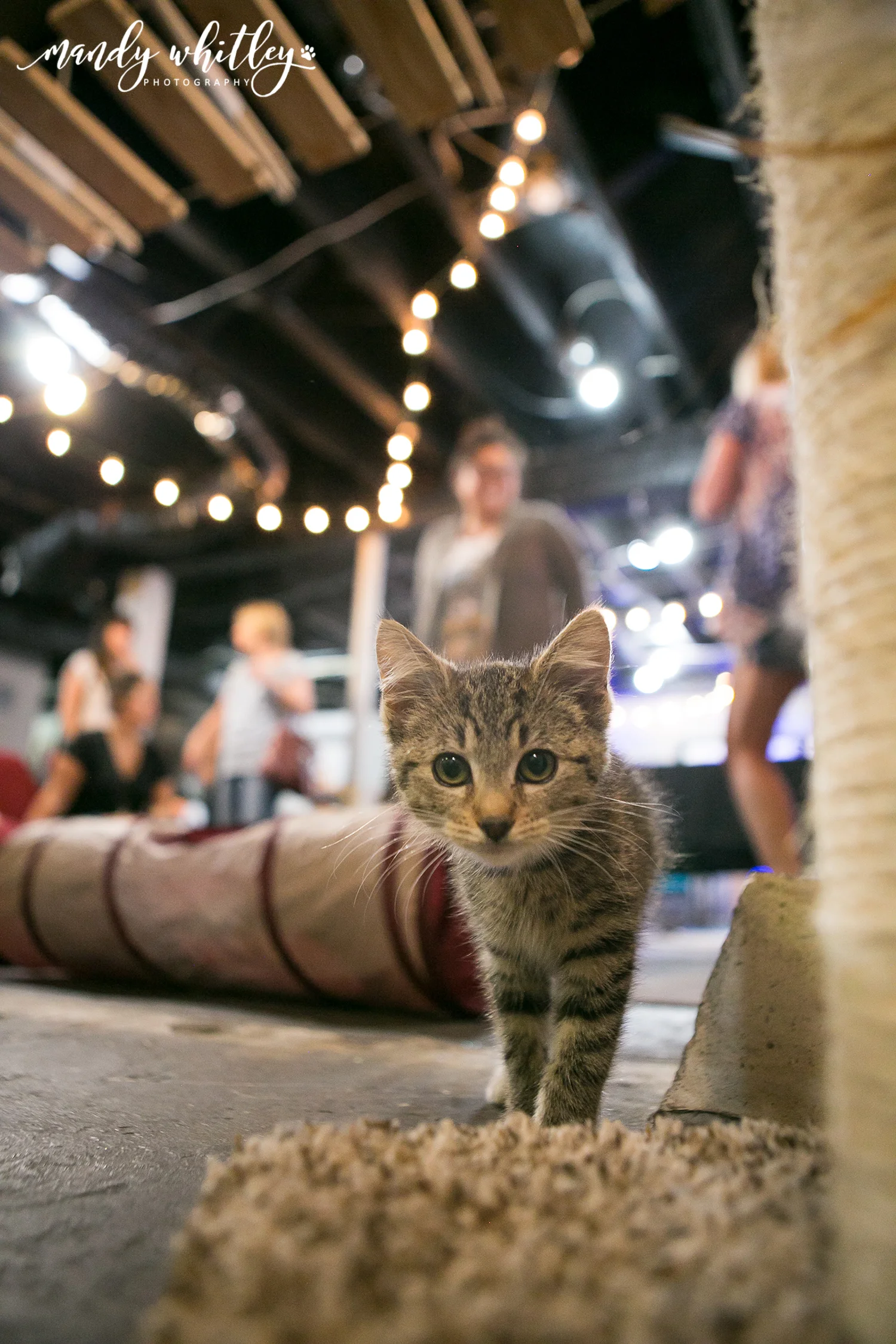 Cat Cafe Nashville