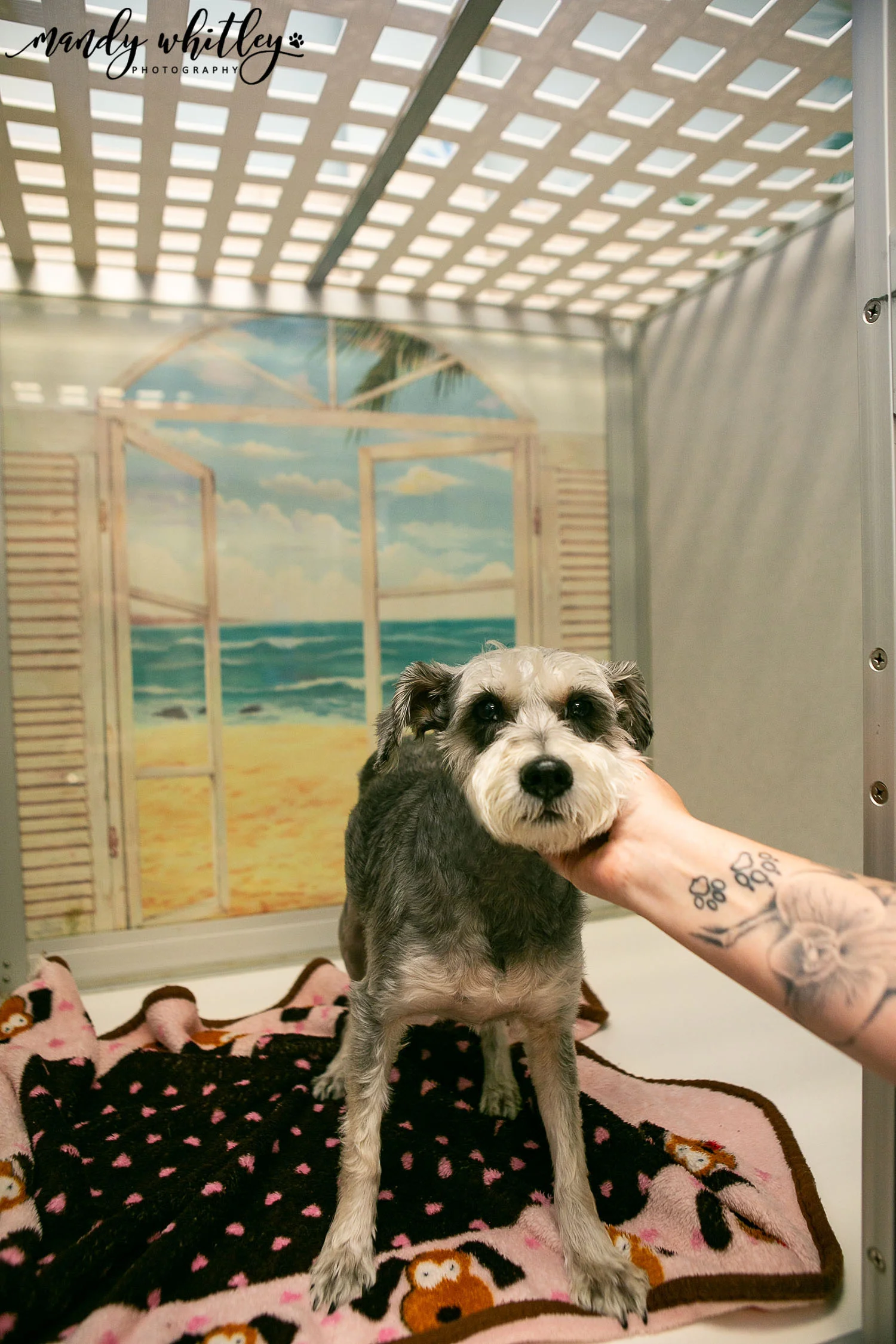 Dog Photographer in Nashville TN
