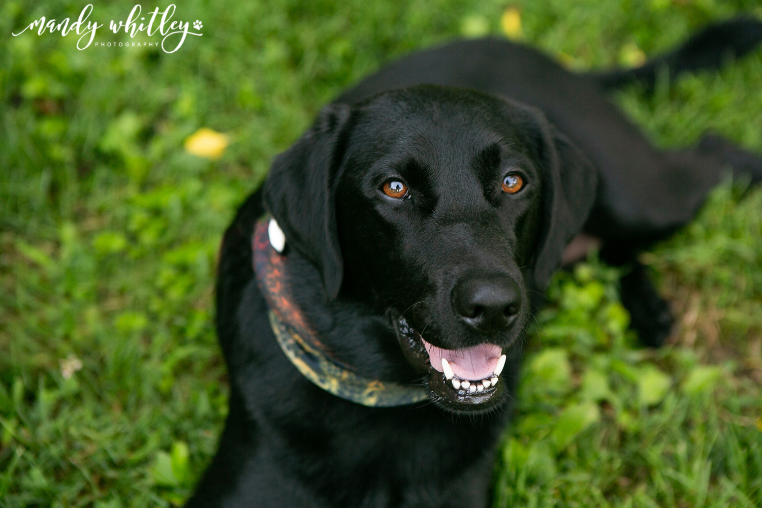 Nashville Dog Photographer