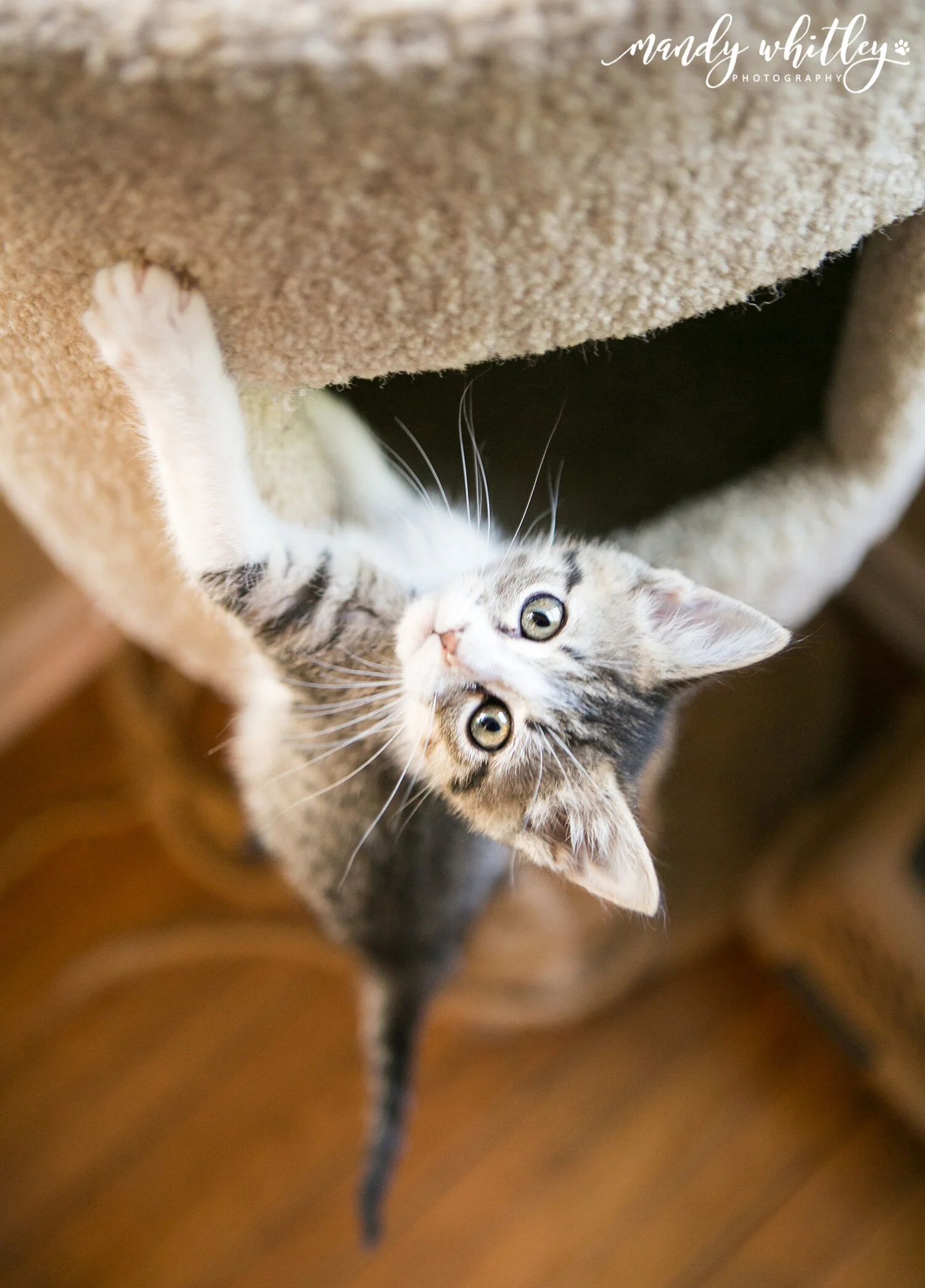 getting a new kitten tips