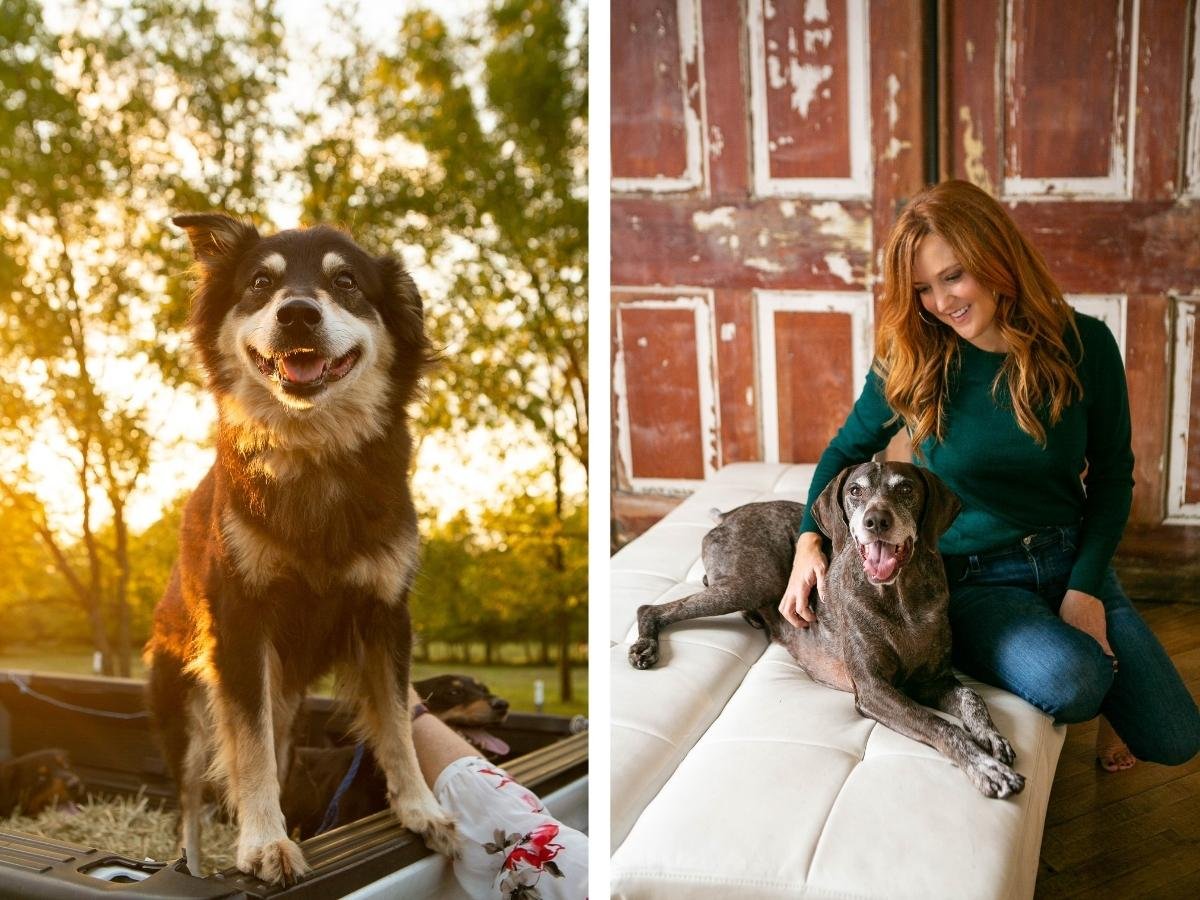 cute dog photos with pet photography mandy whitley near nashville tennessee