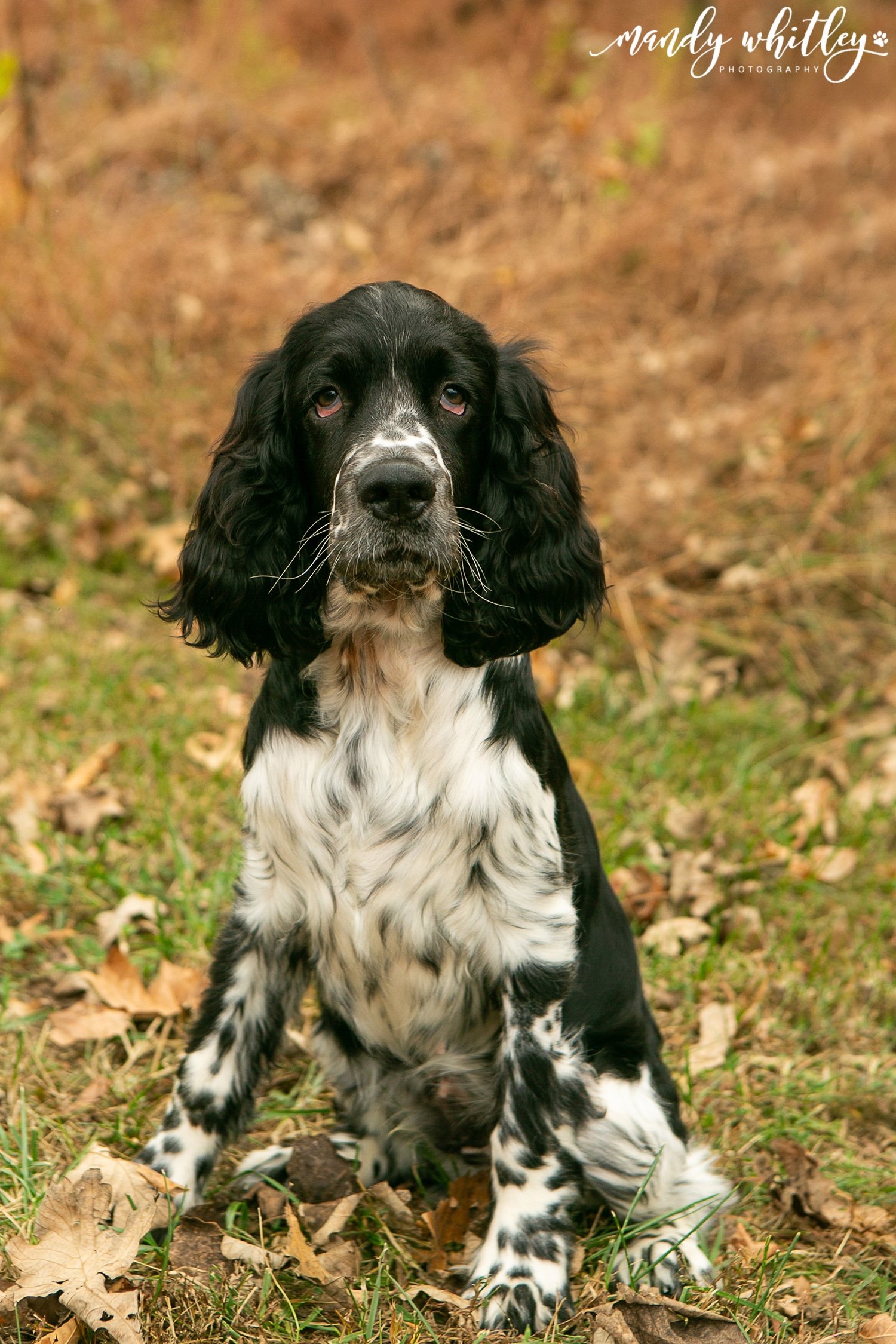english springer spaniel in fall photo