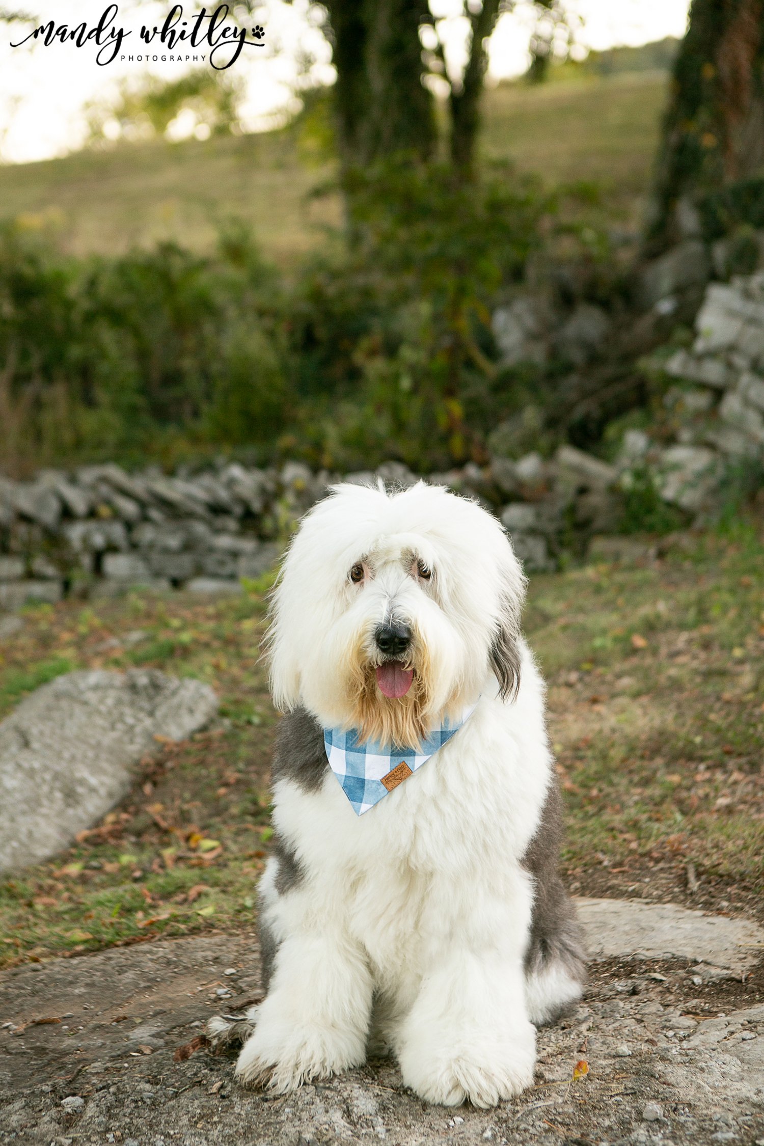 sheepdog on rocks