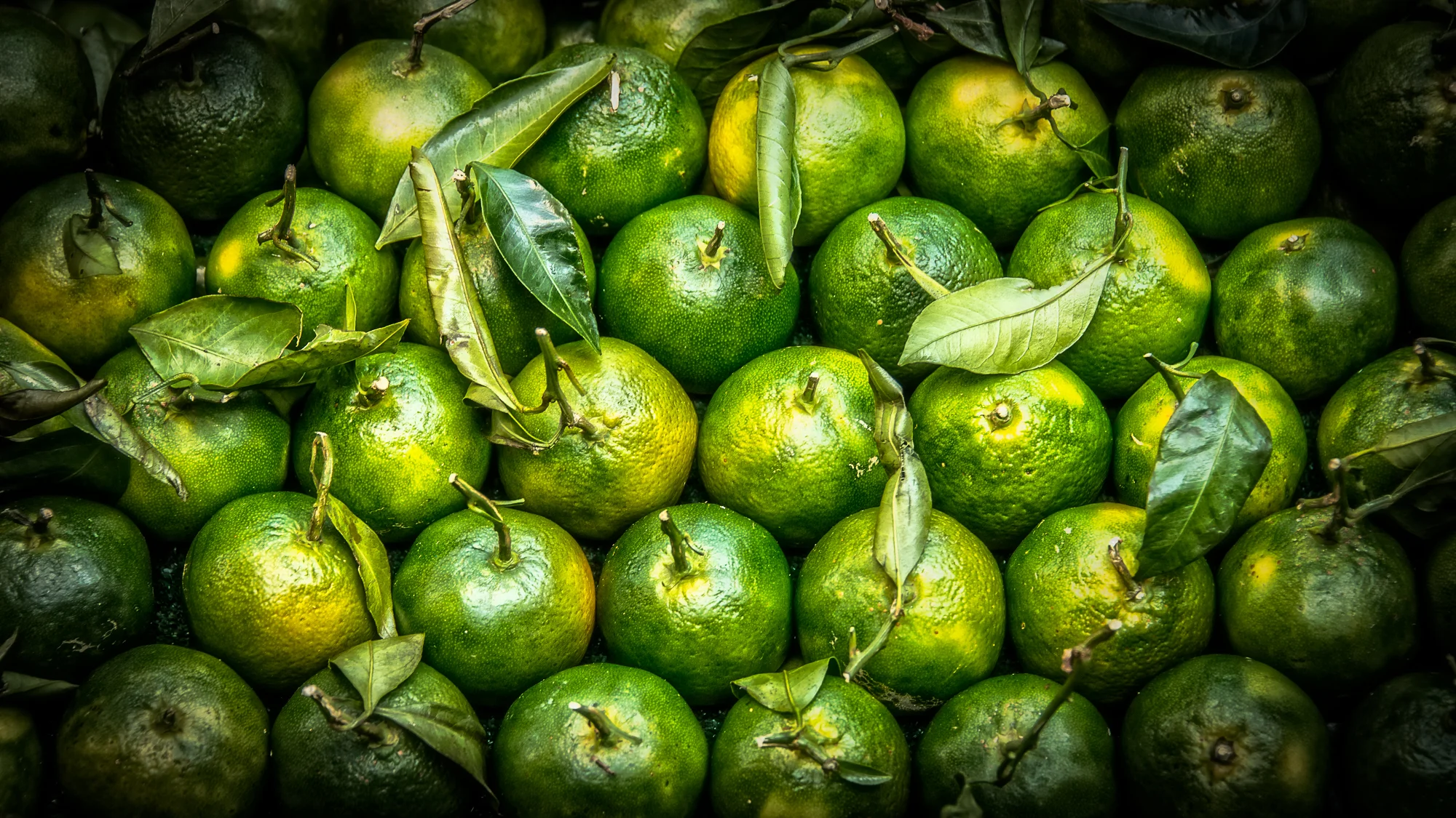 Fresh Limes at the Rialto Market in Venice, Italy