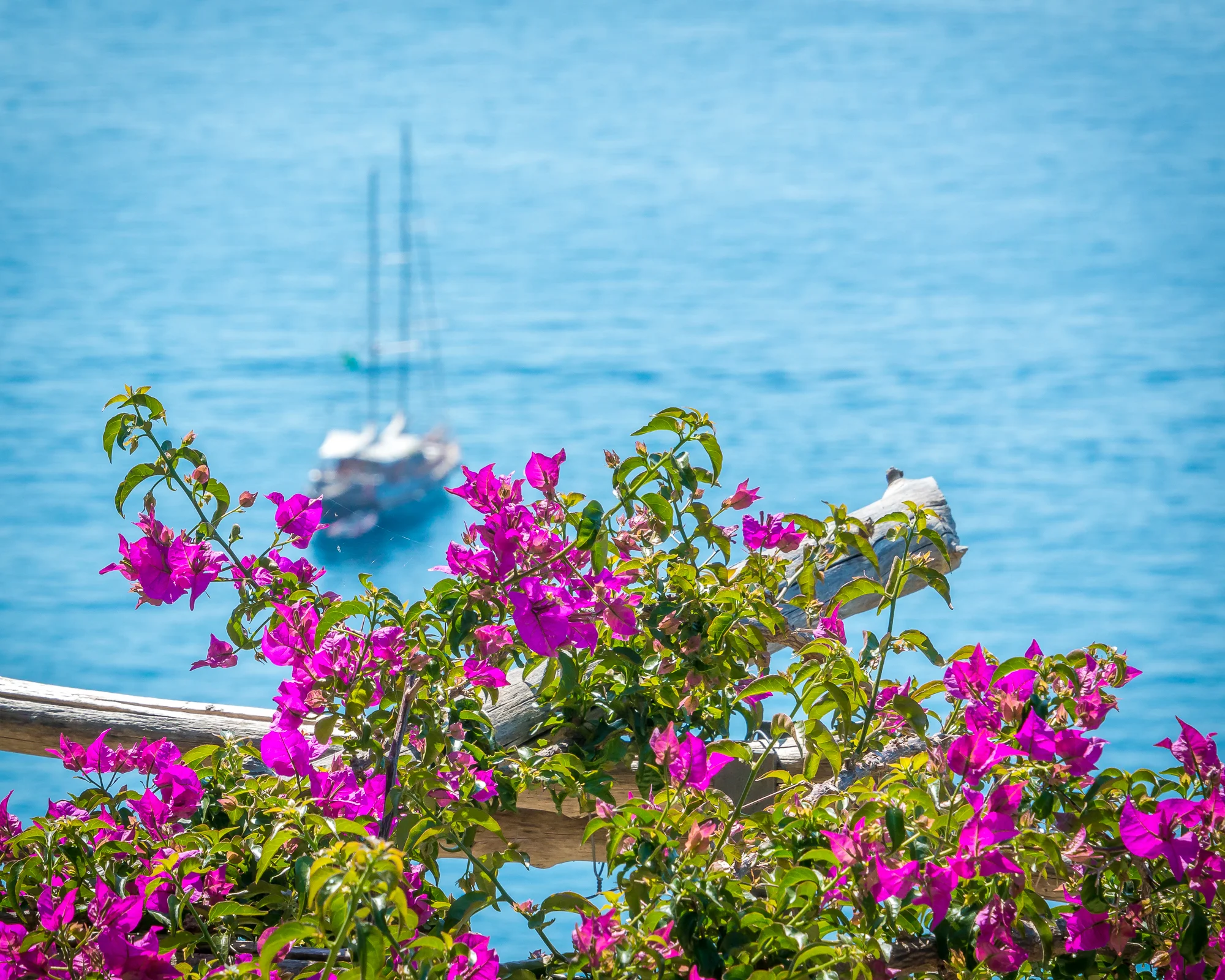 Amalfi Coast Bougainvillea