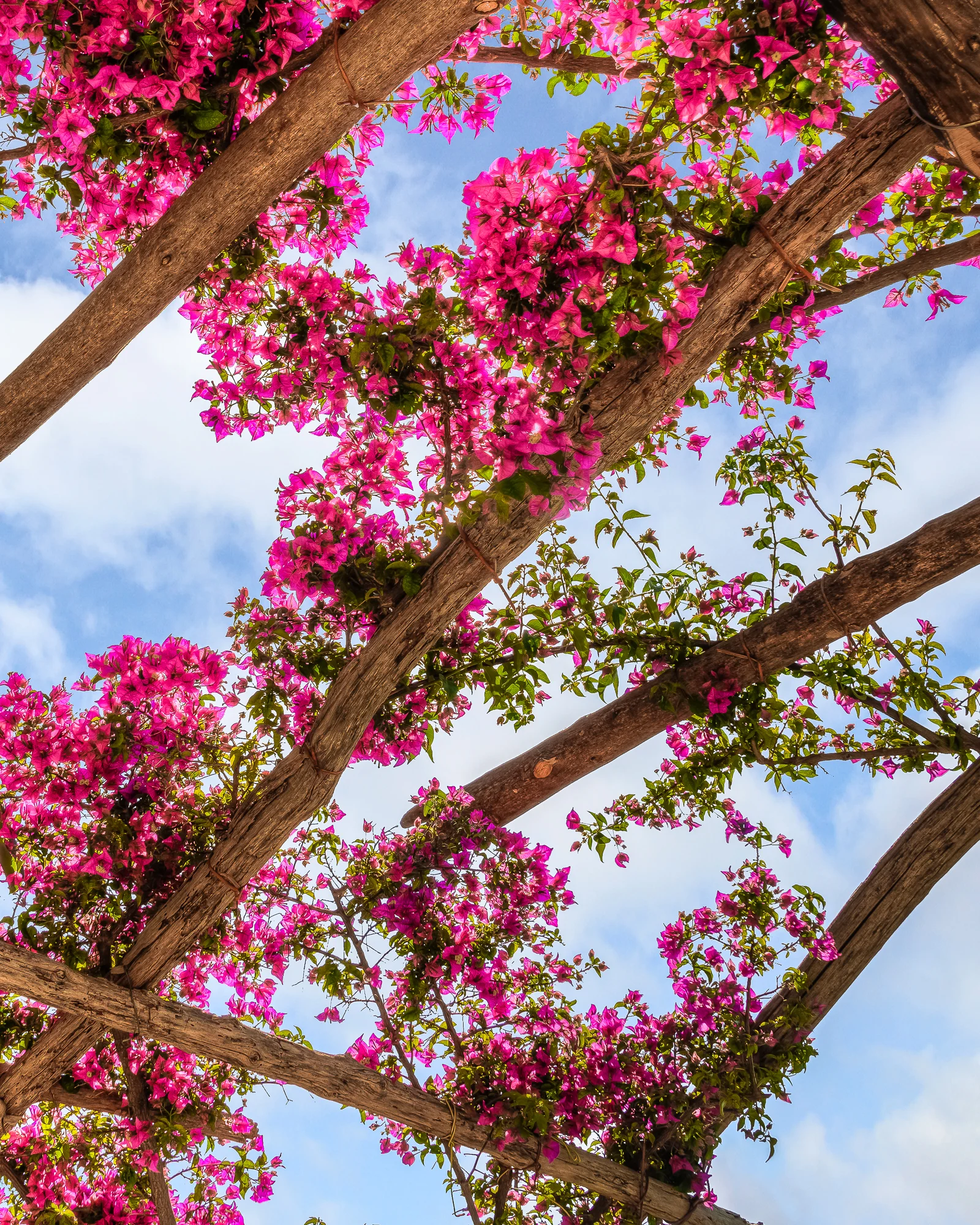 Bougainvillea Arbor