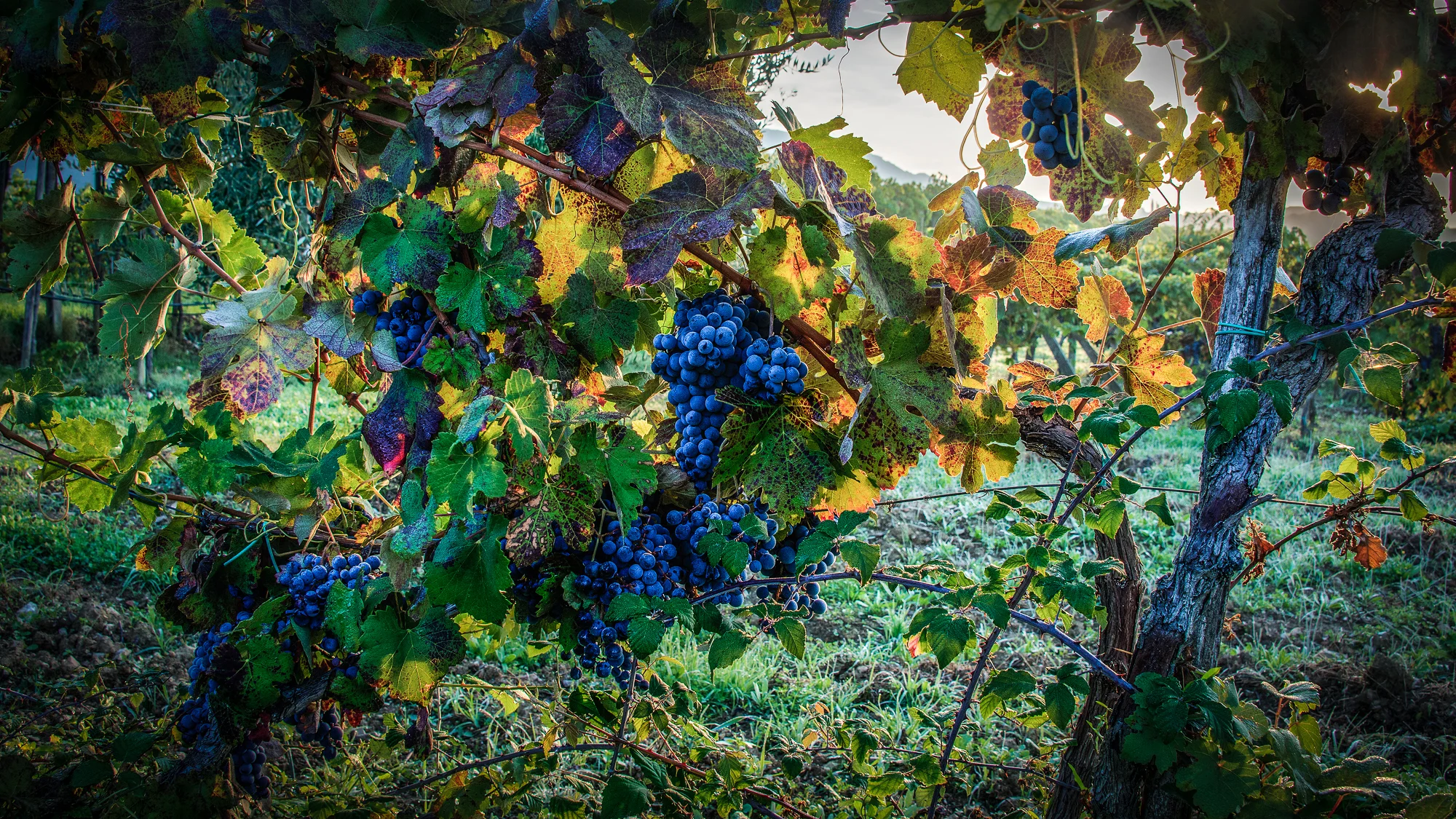 Wine Vines #1