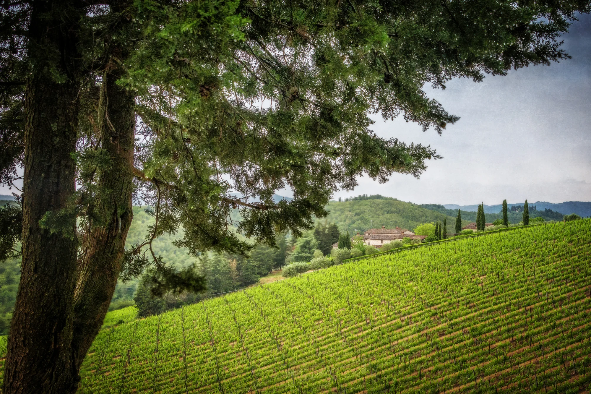 Tuscan Country #48