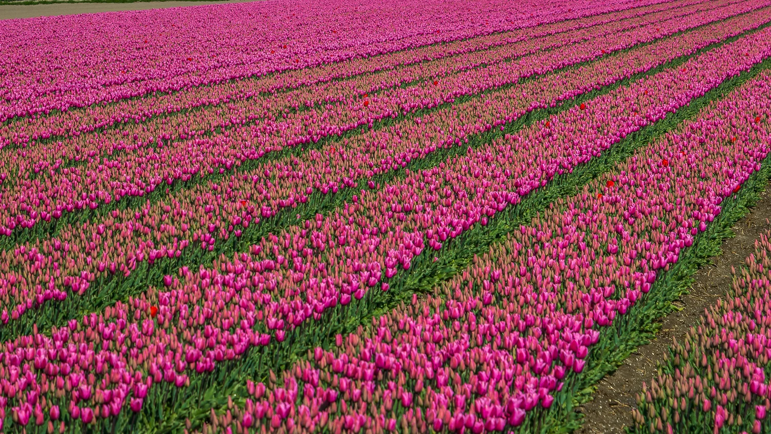 Holland2015-269.jpg