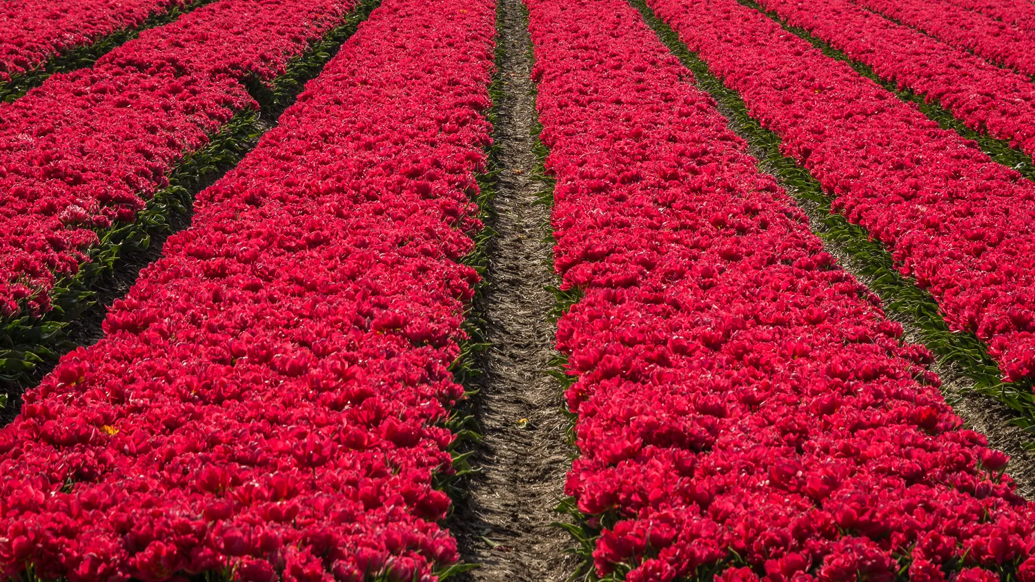 Holland2015-270.jpg
