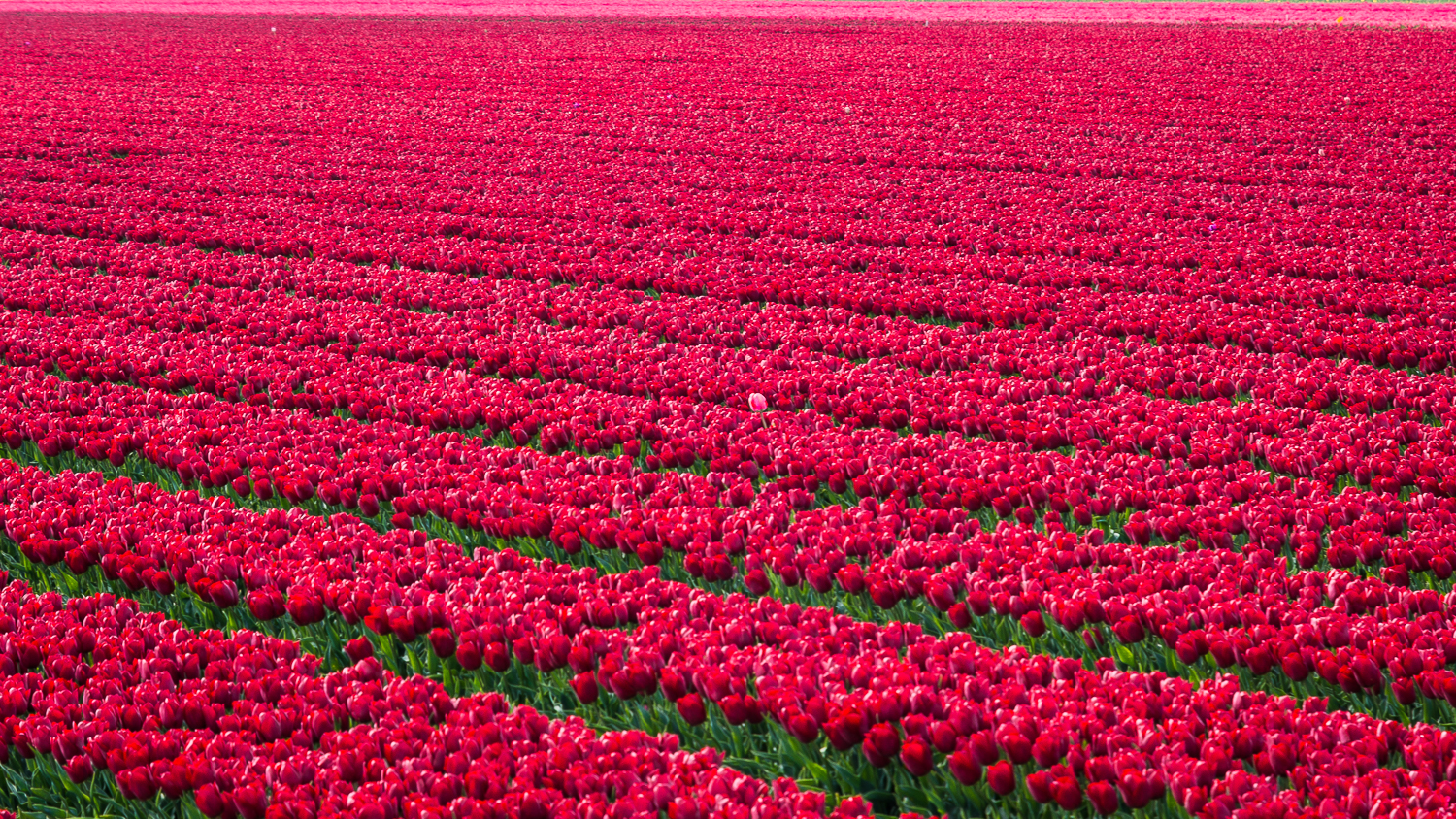 Holland2015-271.jpg