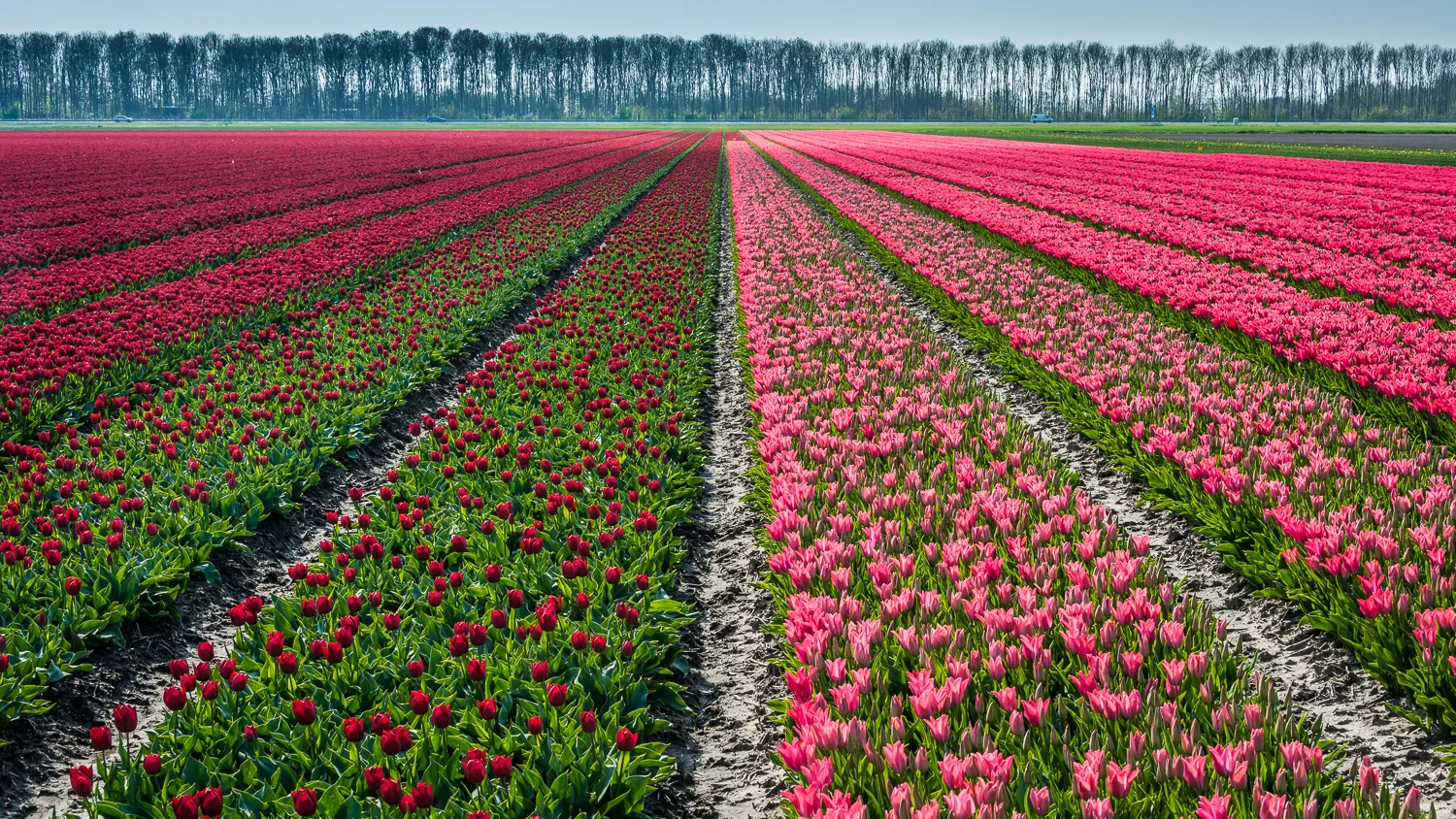 Holland2015-272.jpg