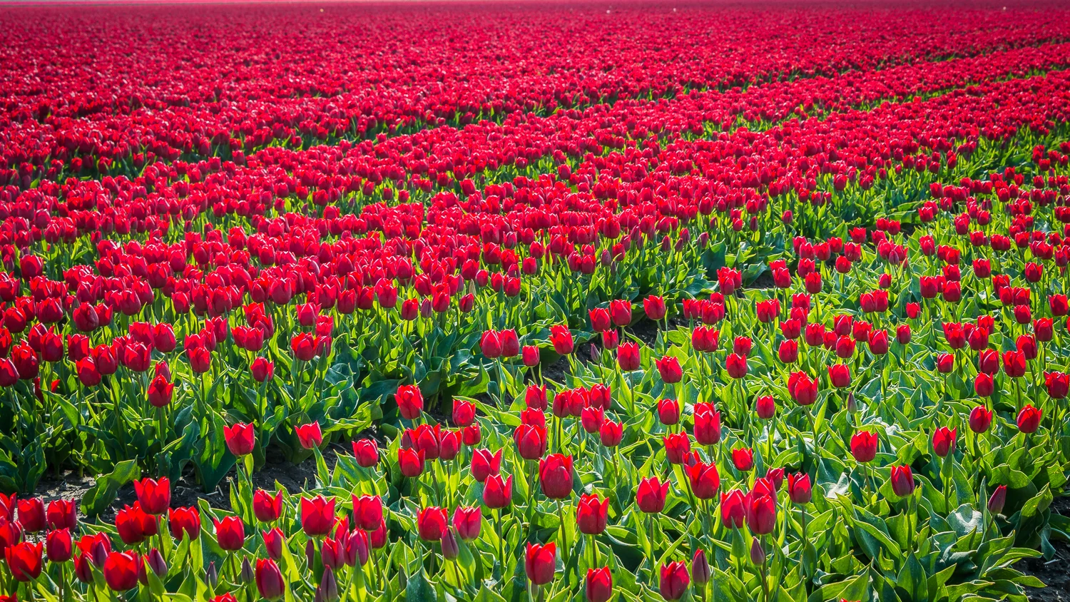 Holland2015-273.jpg