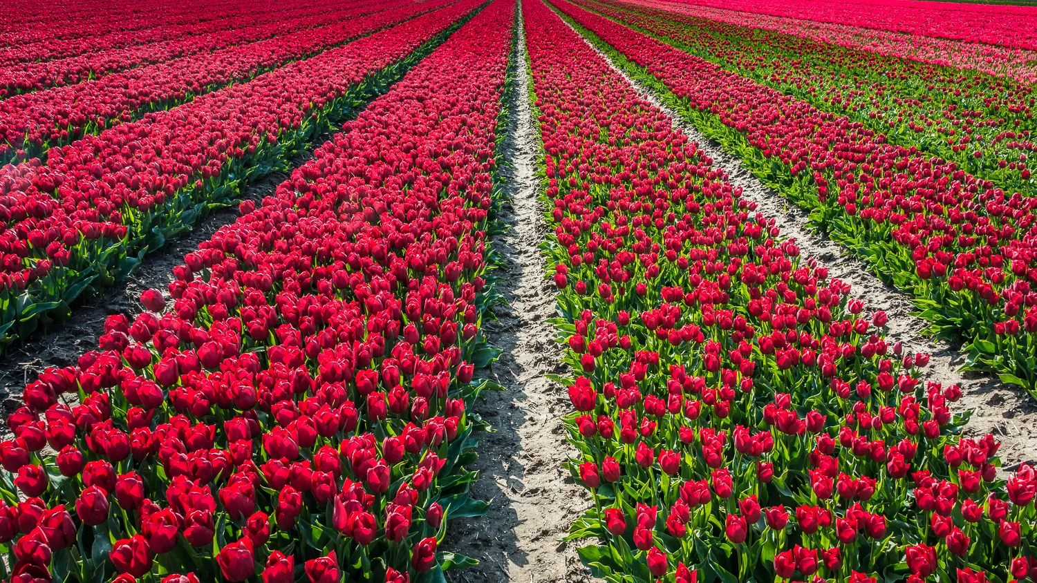 Holland2015-274.jpg