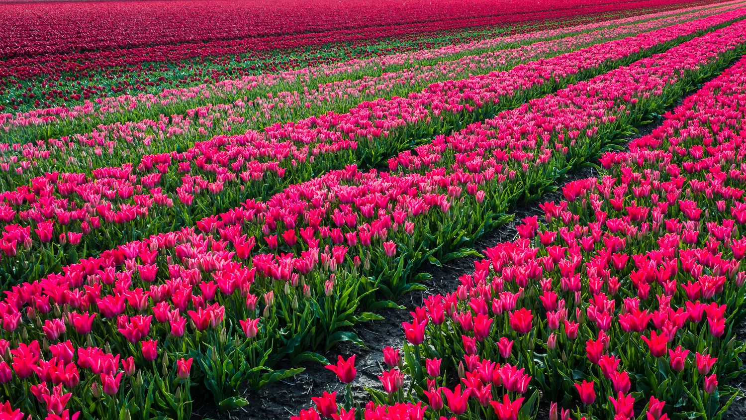 Holland2015-276.jpg