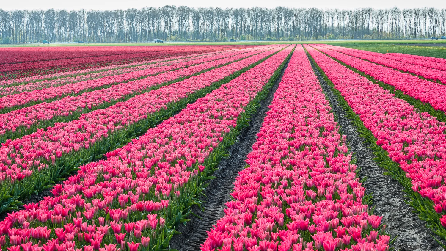 Holland2015-277.jpg