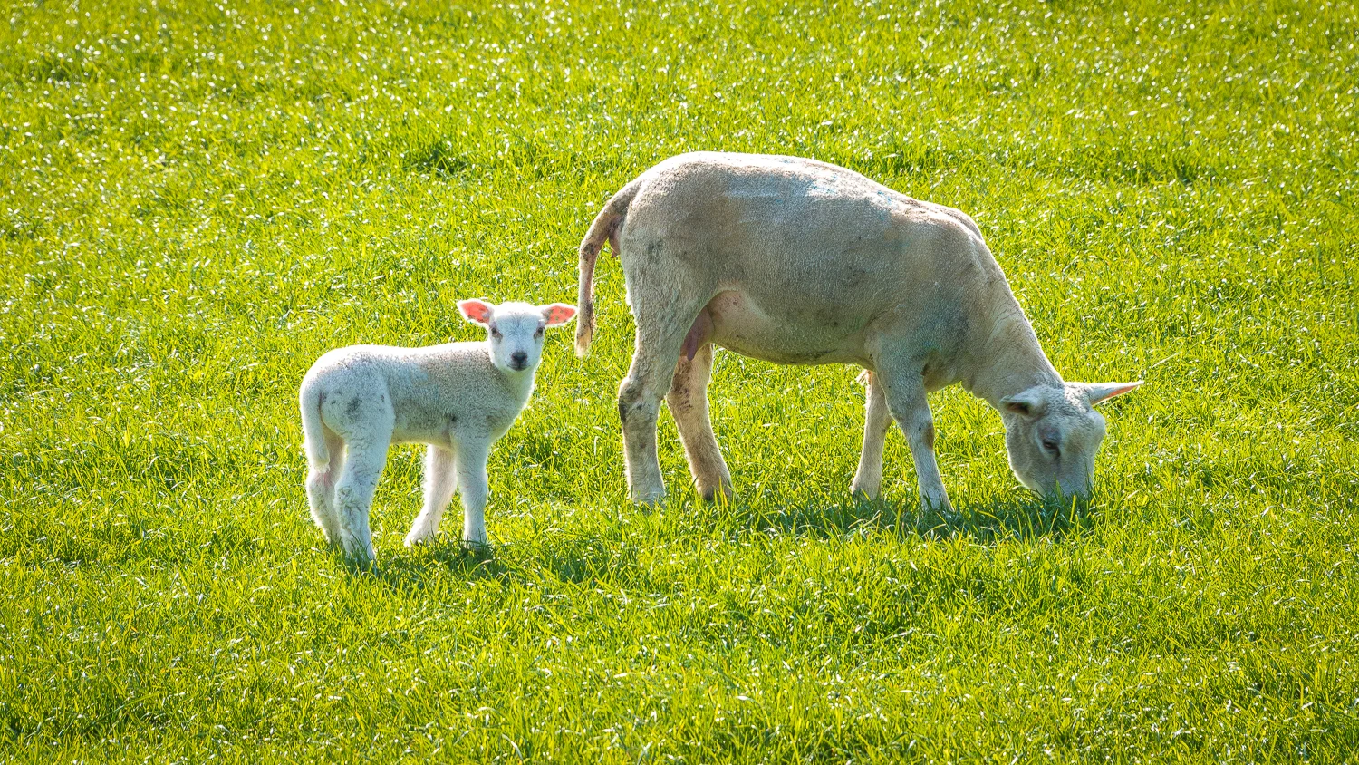 Holland2015-279.jpg