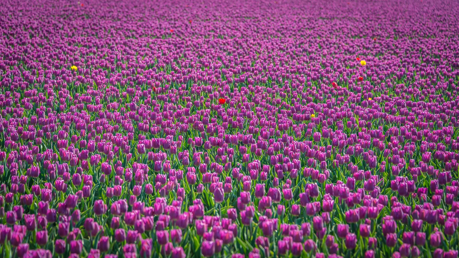 Holland2015-282.jpg