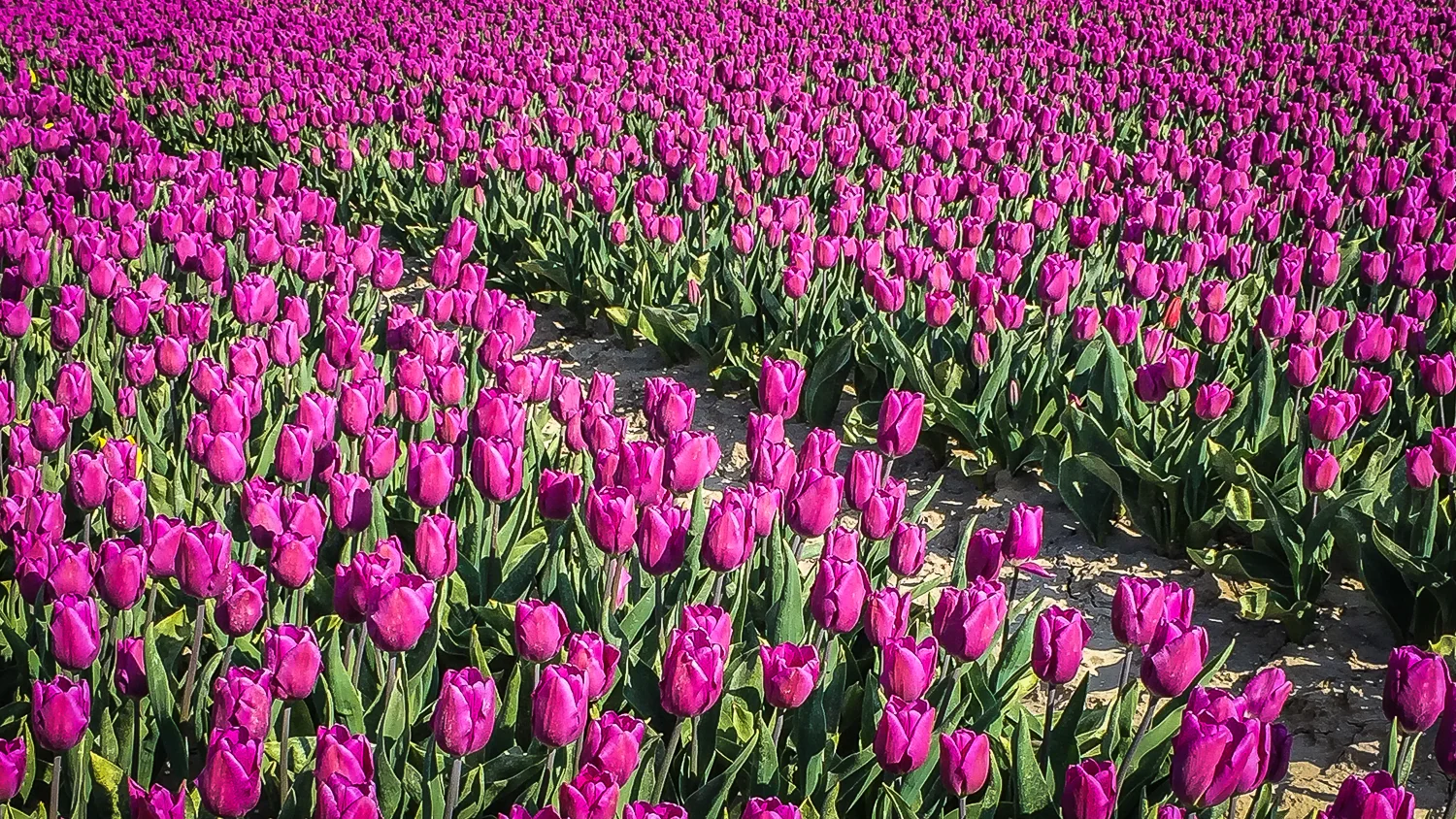Holland2015-287.jpg