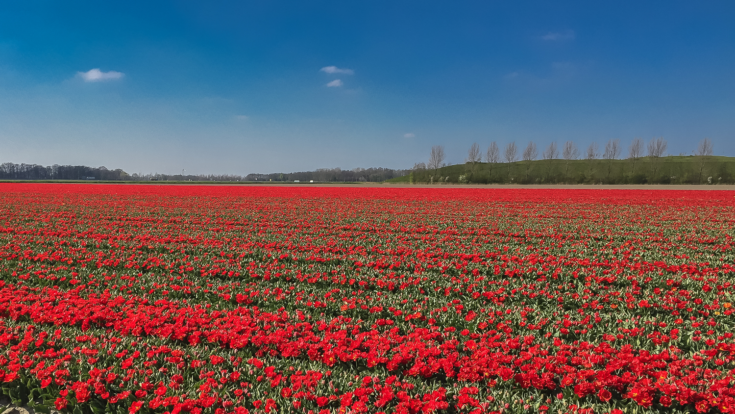 Holland2015-291.jpg