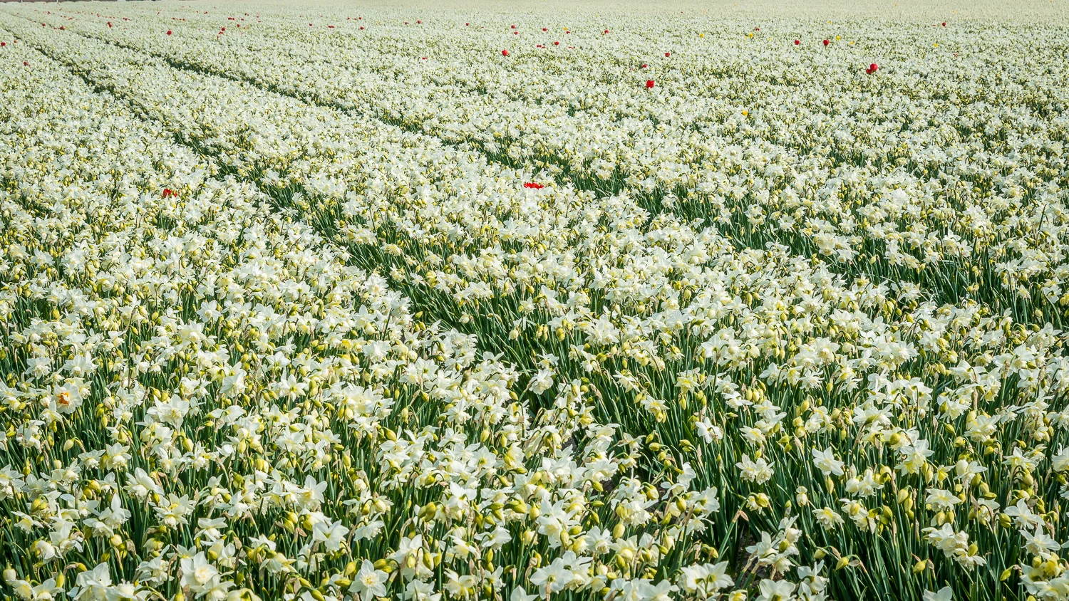 Holland2015-308.jpg