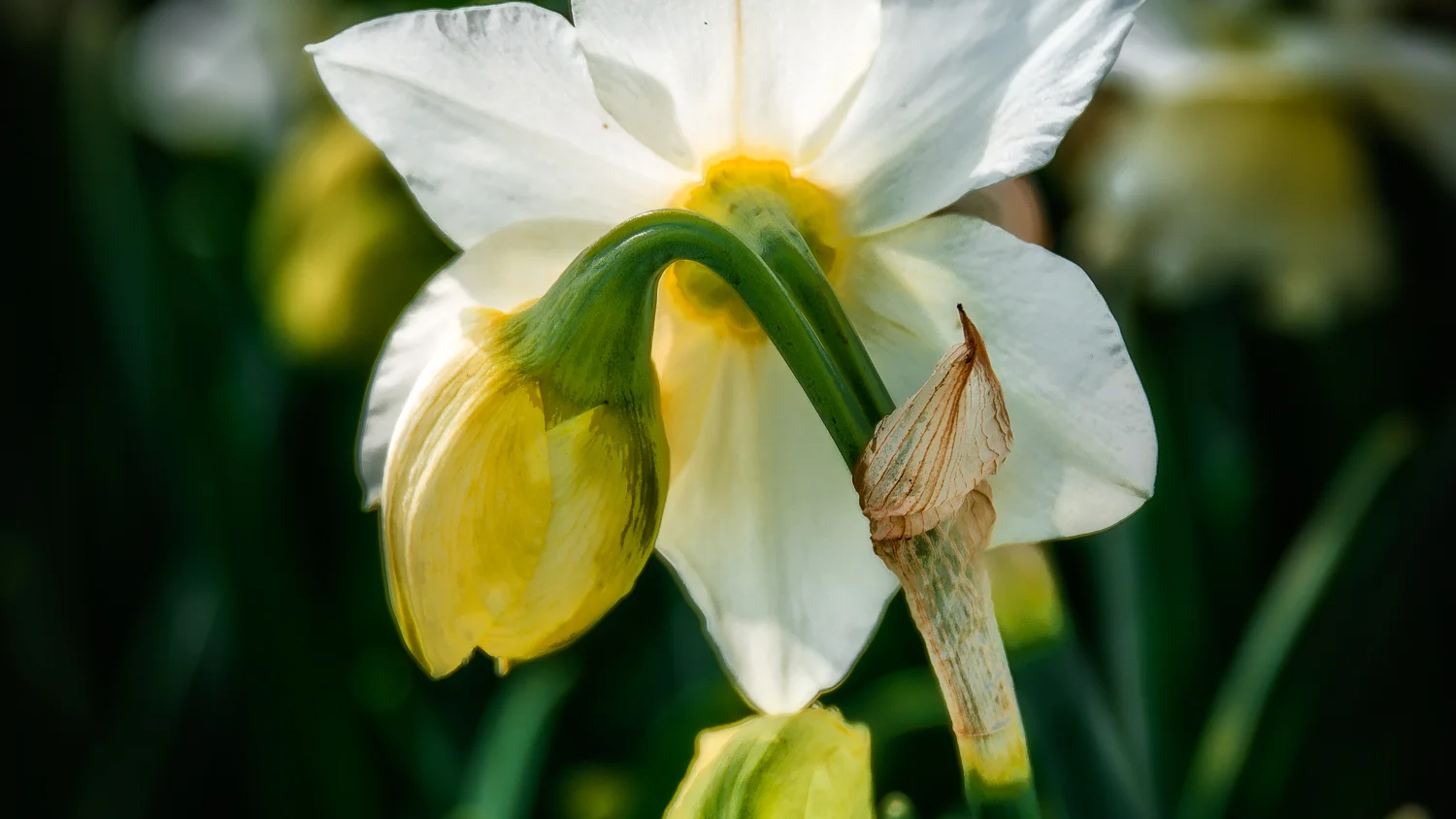 Holland2015-310.jpg