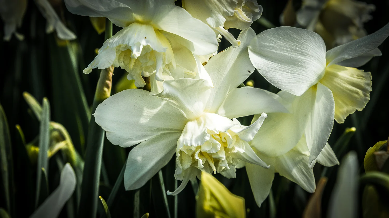 Holland2015-309.jpg