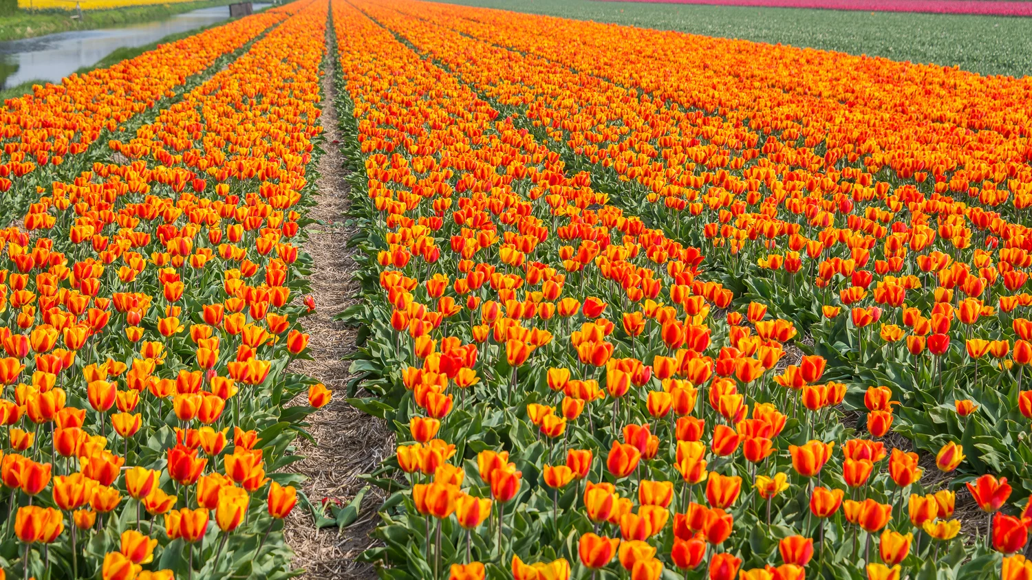 Holland2015-312.jpg