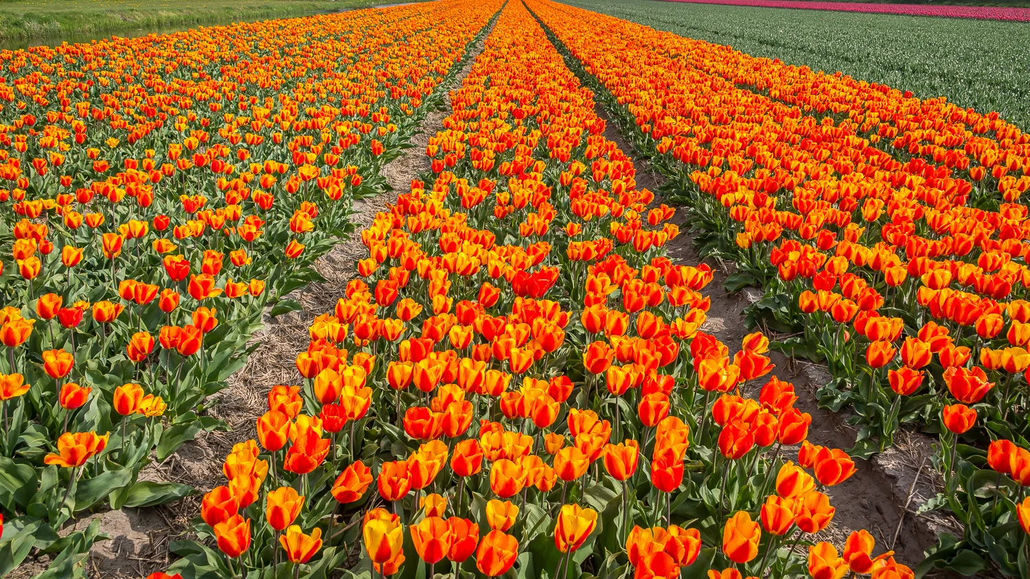 Holland2015-313.jpg