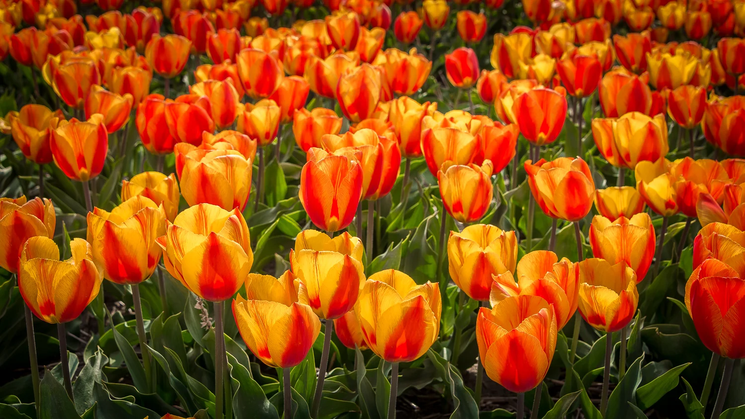Holland2015-314.jpg