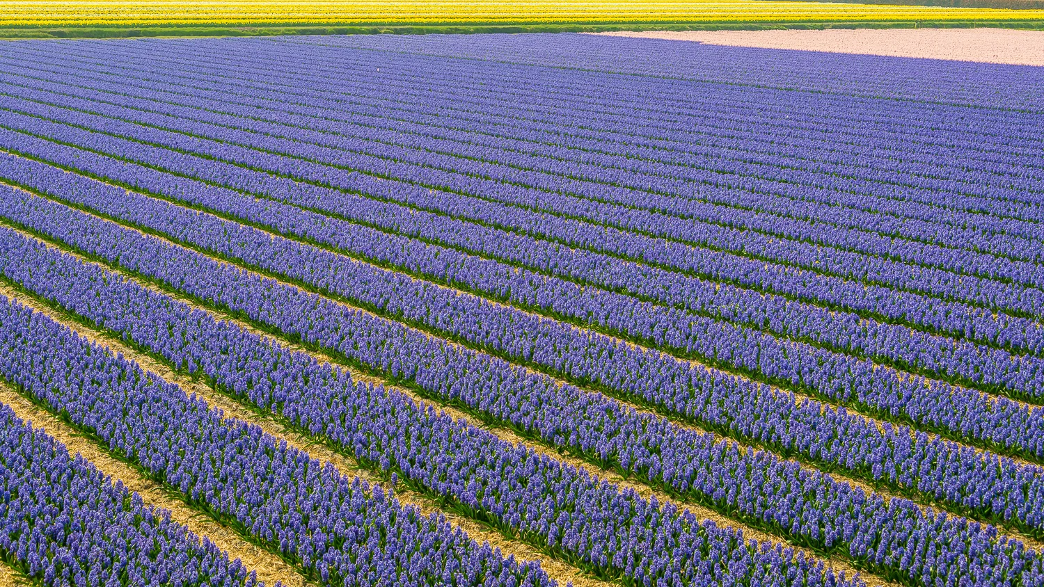 Holland2015-315.jpg