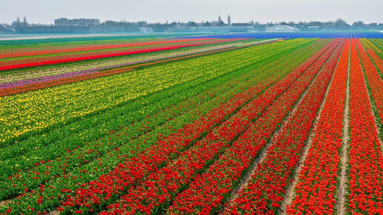 Holland2015-317.jpg