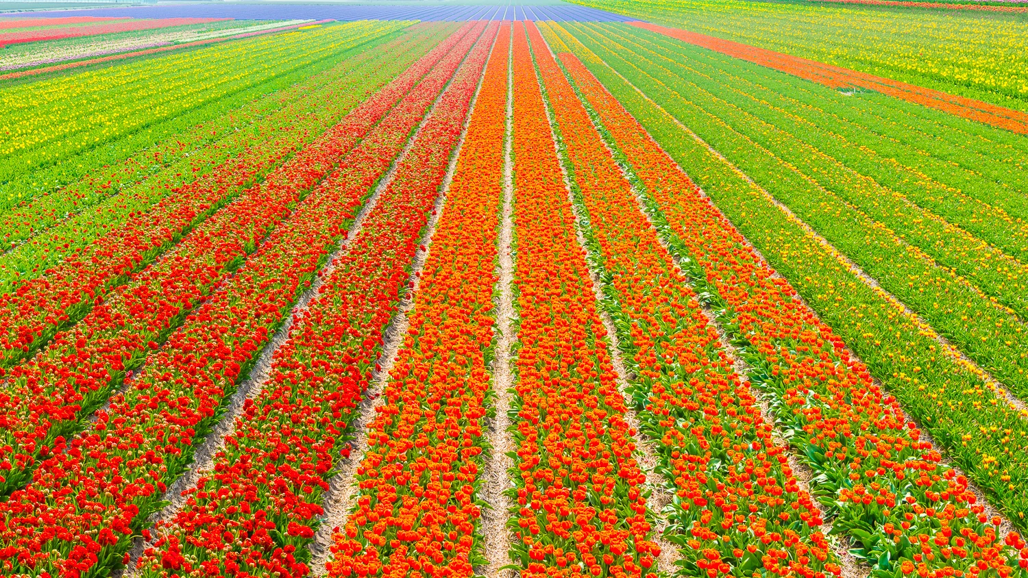 Holland2015-318.jpg
