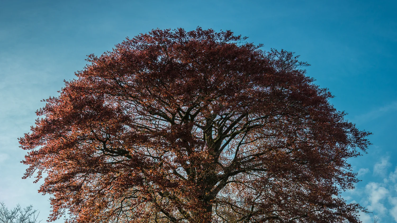 Holland2015-328.jpg