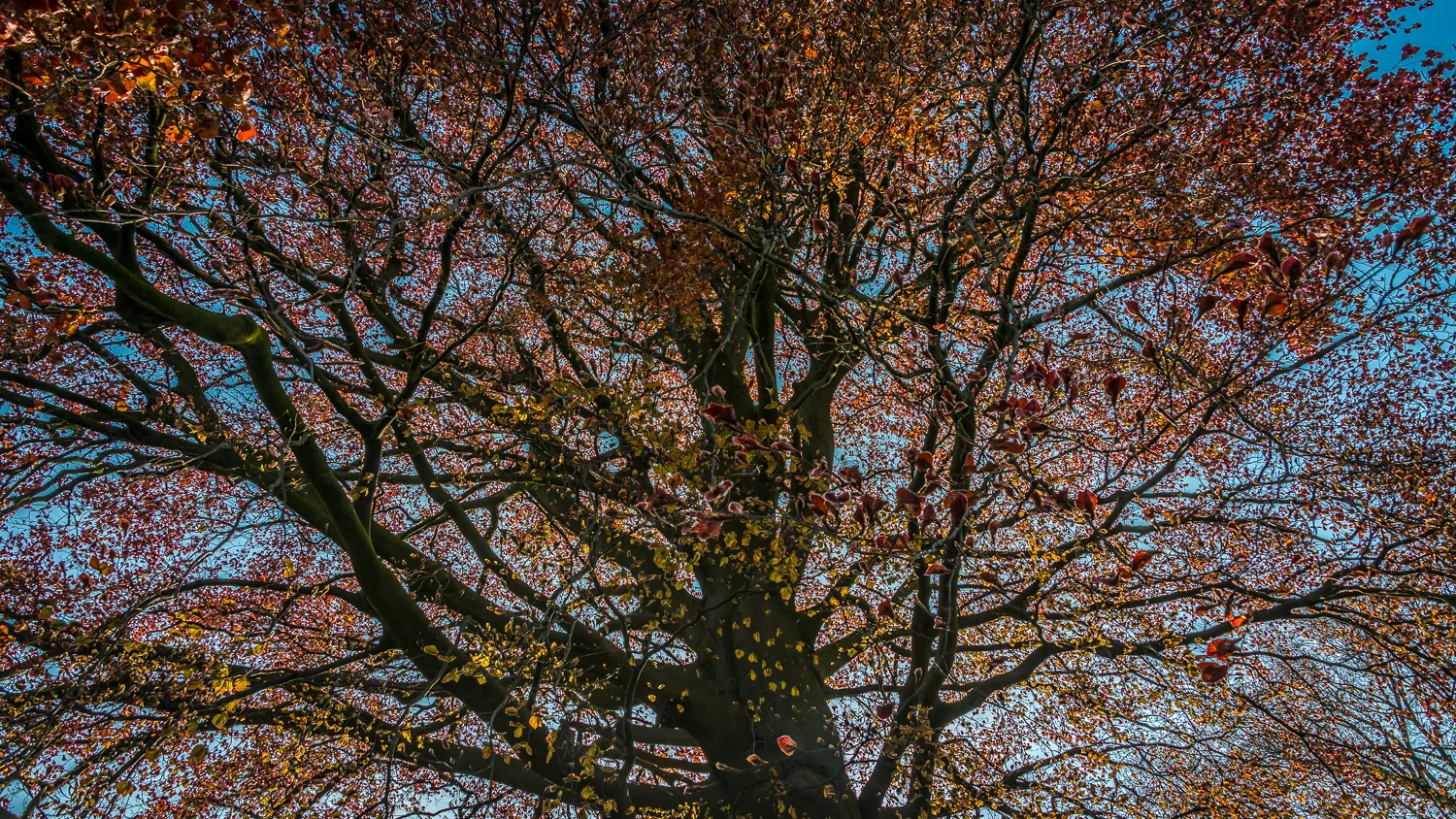 Holland2015-330.jpg