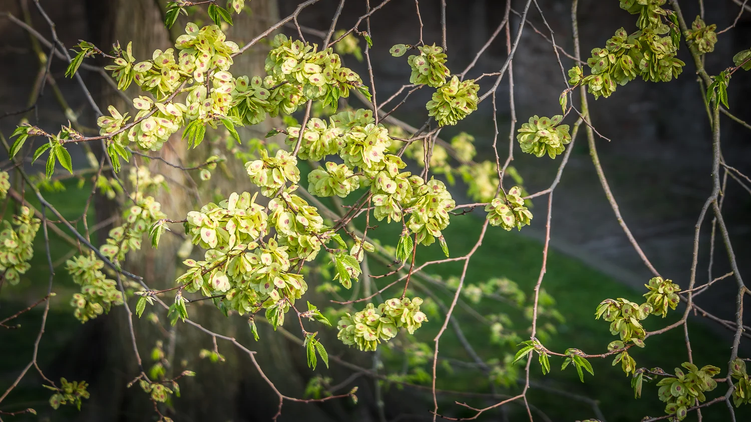 Holland2015-338.jpg