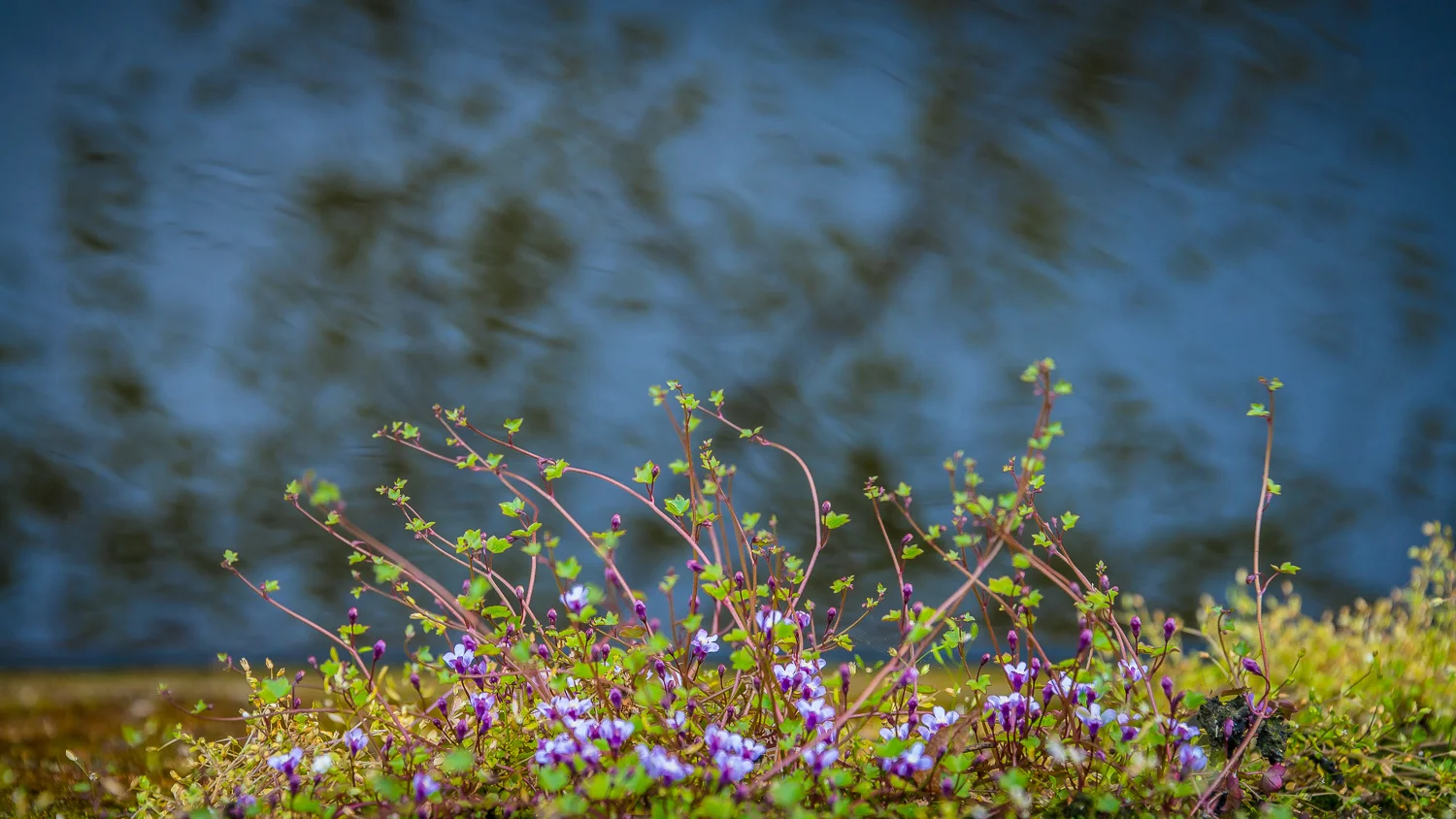 Holland2015-389.jpg